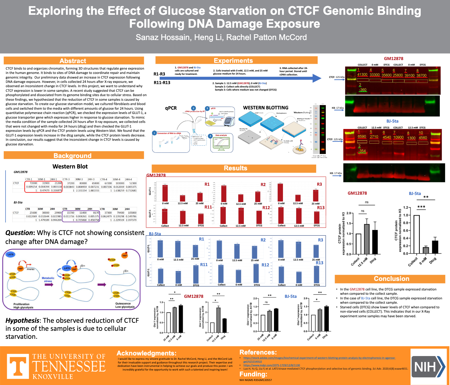 The finished CTCF glucose-starvation poster
