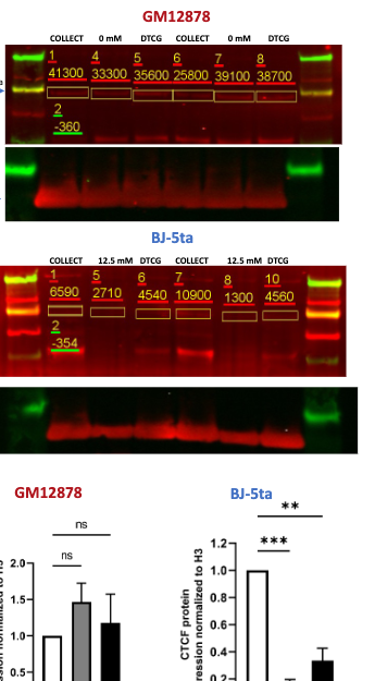 Western blots and quantified bar charts, CTCF and H3 loading control